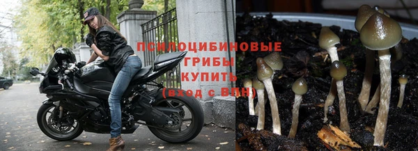 прущие крисы Белокуриха